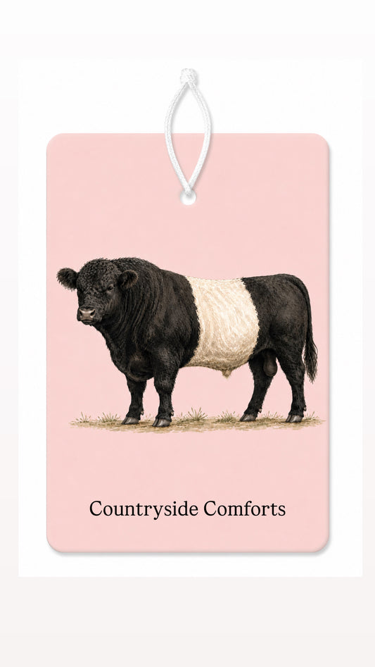 Blush Beltie bull