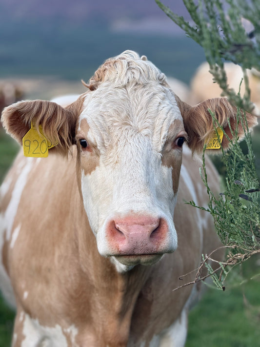 Custom Air Freshener (Upload Your Photo)